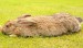 Králík Benny z rodu Flemish Giant usiluje o titul největšího králíka