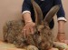 Majitelka obřího králíka Bennyho říká, že sní každý den 60 liber (přibližně 27 kilo) zeleniny